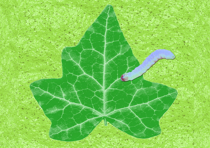 day, nature, leaf vein, grass, plant part, fauna, food, worm species, close-up, worm, green color, healthy eating, no people, water, slick, plant, animal