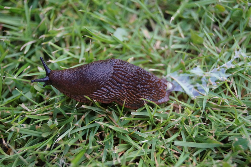 land snail, insect, selective focus, plant, nature, field, animals in the wild, mucus, locomotion, animal themes, mollusk, animal, one animal, grass, close-up