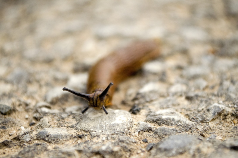 cycle path, animal body part, animal wing, crawl, mollusk, away, rain, slimy, textured, close-up, animal themes, day, ground, slug, reptiles, solid, animal wildlife