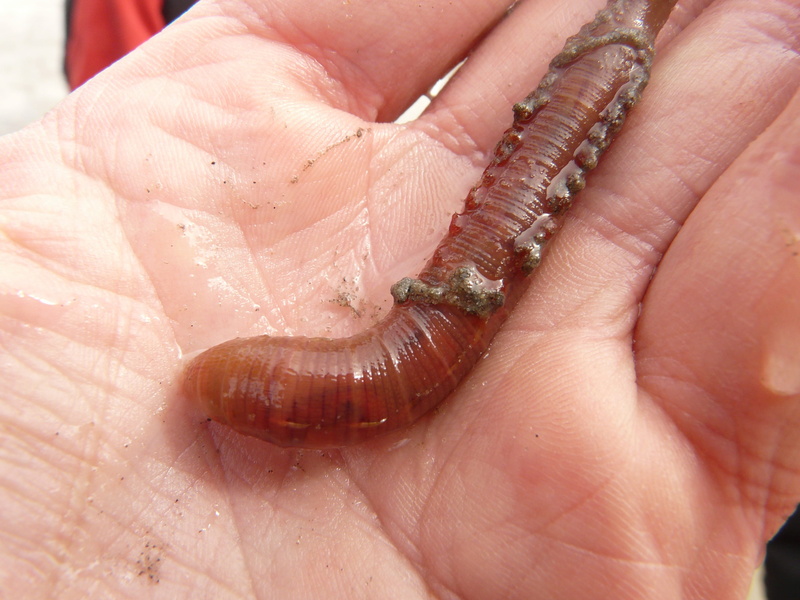 day, human hand, real people, focus on foreground, human body part, lugworm, outdoors, animal wildlife, north sea, close-up, one animal, pier worm, one person