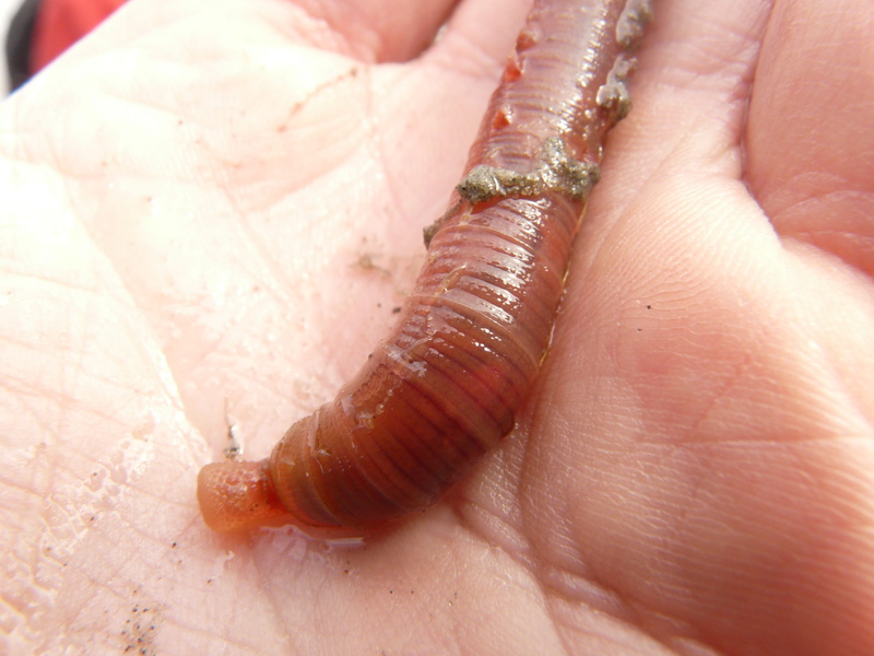 body part, north sea, Arenicola Marina, day, one animal, outdoors, close-up, watts residents, focus on foreground, human finger, proboscis, invertebrate