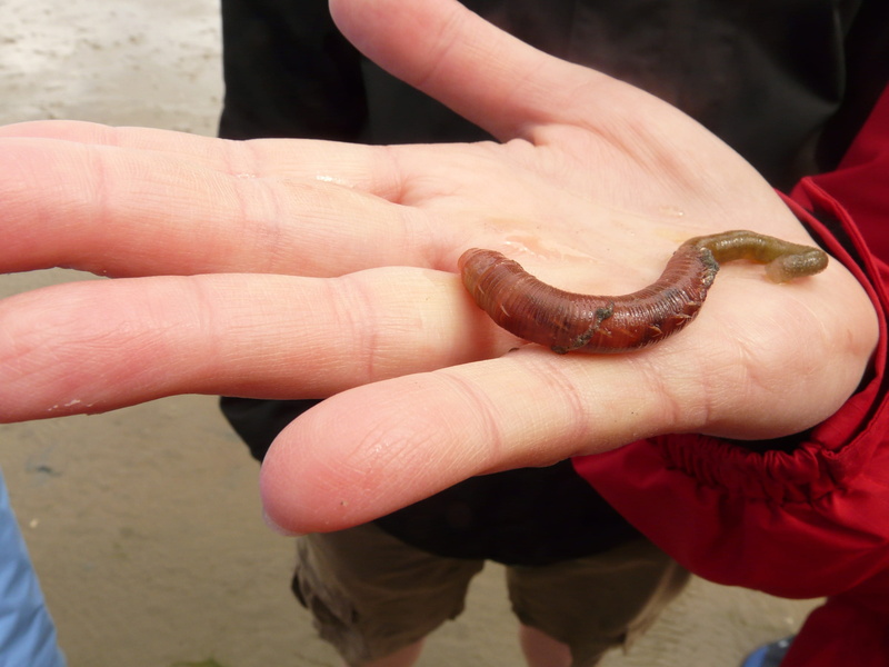 north sea, one animal, marine, slick, day, two people, animal wildlife, human body part, outdoors, holding, people, nasty, watts residents, sand worm, wadden sea