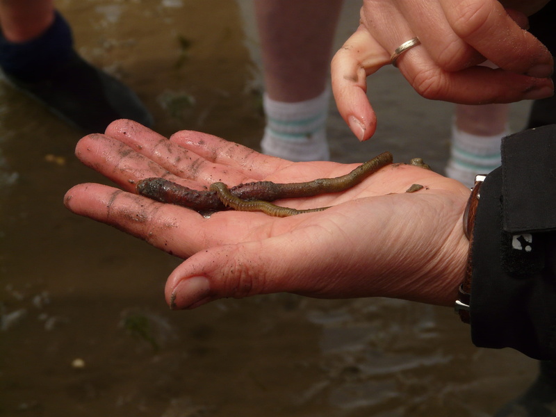 pier worm, sand worm, one animal, wadden sea, arenicola marina, slick, marine, outdoors, watts, human hand, Lake, focus on foreground, comparison, animals in the wild