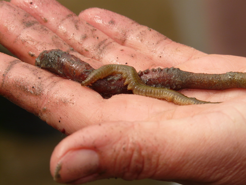 finger, care, north sea, pier worm, nereis diversicolor, slick, animals in the wild, vertebrate, worm species, one animal, day, animal, 2K, lugworm, human hand