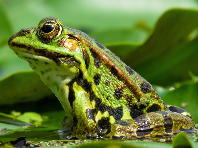 pond, animals in the wild, 4K, slick, animal wildlife, reptile, day, no people, focus on foreground, pond inhabitants, marine, green color, water creature