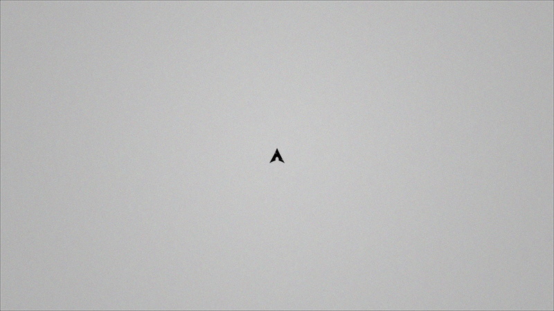 clear sky, animal wildlife, vertebrate, low angle view, day, beauty in nature, animal, operating systems minimalism archlinux, bird, sky, flying, outdoors