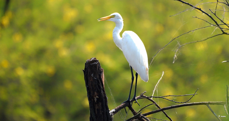 heron Family, white, animal, 5K, wildlife, heron, great, nature, black, bird, egret