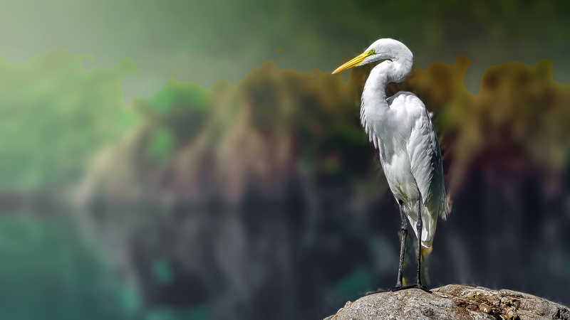 animals, blurred, White heron, 1080P, egret, birds, herons, white