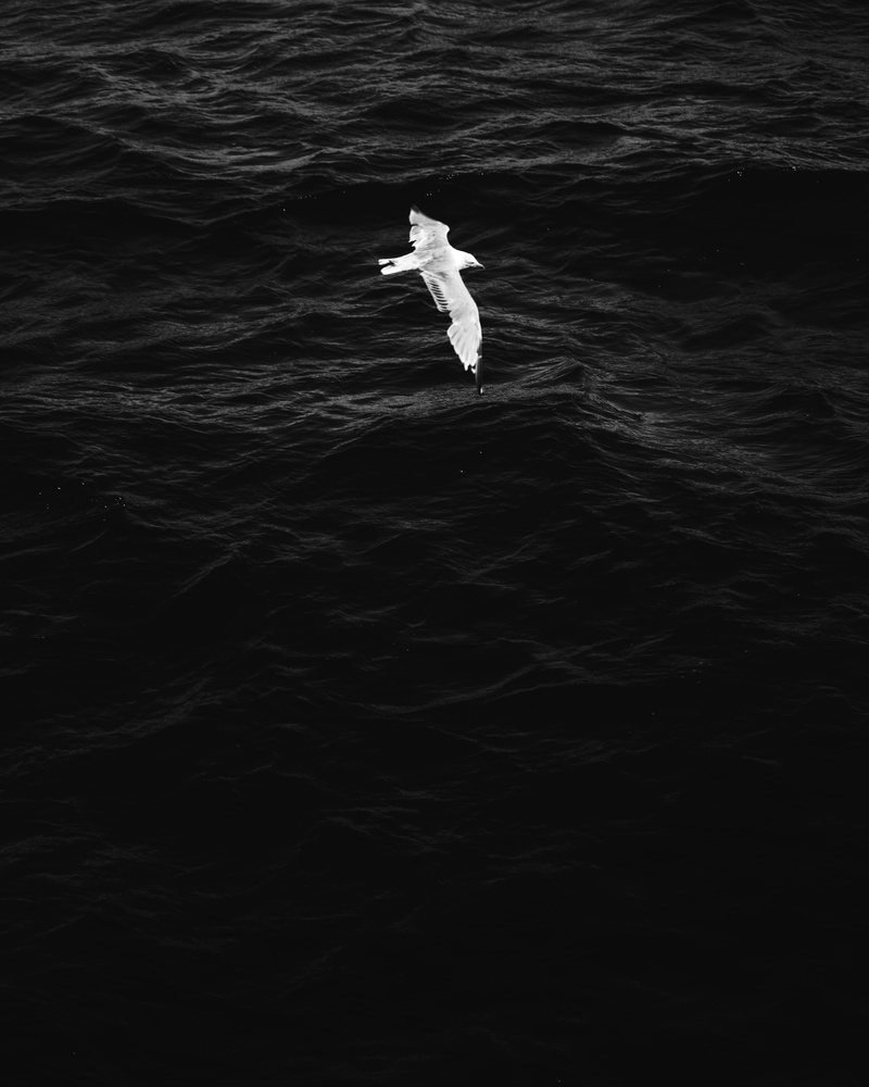day, albatross, marine, waterfowl, motion, egret, animal wildlife, soaring, animals in the wild, bird, white, animal themes, nature, sea, spread wings