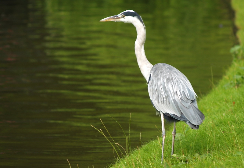 focus on foreground, animals, grass, heron, plant, day, gray heron, water, vertebrate, animal wildlife, 1080P, water bird, one animal, birds, herons, animal neck