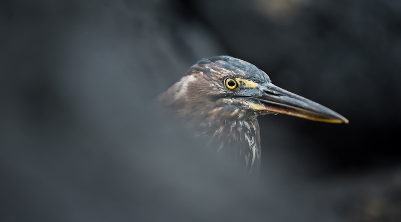 2K, birds, Lava Heron, animals