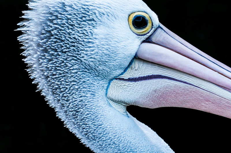 animal wildlife, birds, animal body part, beauty in nature, animals, close-up, pelican, beak, eye, body part, animal, closeup, vertebrate, animal neck