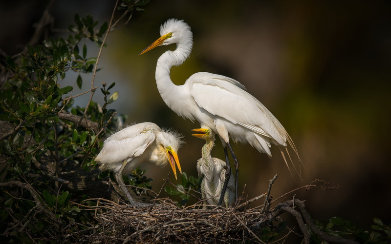 swamp, k, florida, no people, white, close-up, focus on foreground, egret, animal, big, animal themes, nature, 4K, white color, best, animal family
