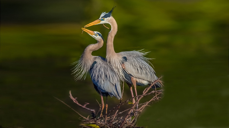 plant, outdoors, adult, tree, animal wildlife, animal, couple, no people, birds, focus on foreground, exotic, perching, vertebrate, animal themes
