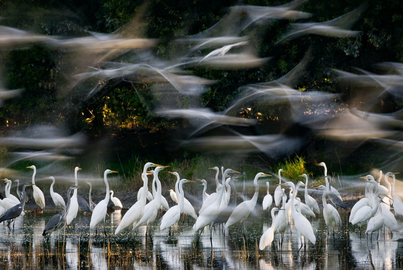 Zsolt Kudich, water, birds, herons, 720P, reflection, trees, long exposure, animals, nature, flying