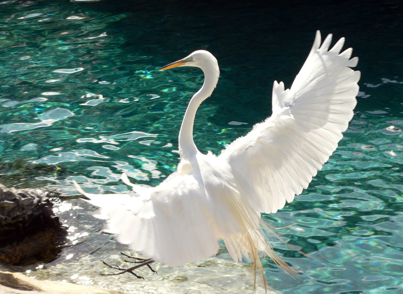 near, 1080P, body of water, white swan, nature, Sea World, water, USA, bird, FZ20, Pacific Point, Great Egret, egret, Photo, World - Pacific, White Heron