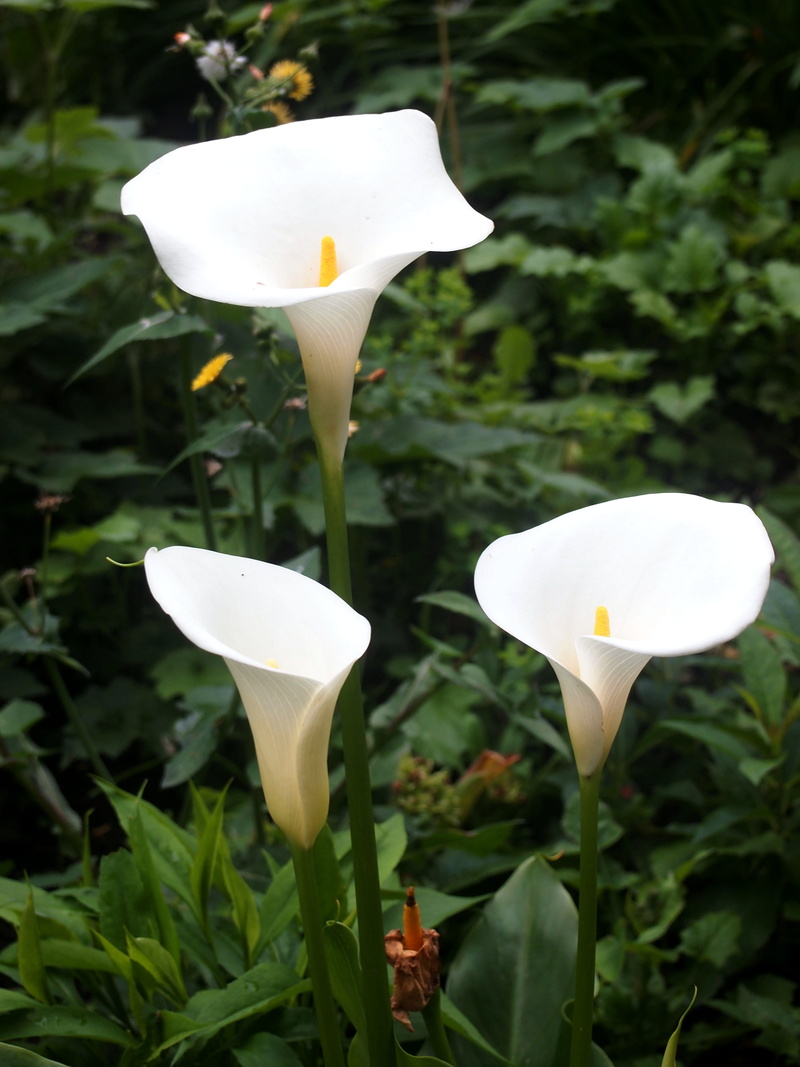 focus on foreground, white, acanthaceae, calla lily, freshness, bird, araceae, petal, coin, fragility, treasure flower, no people, outdoors, vulnerability