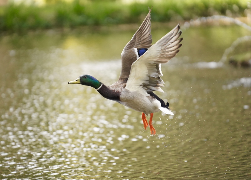 ground, animal, flying, animals in the wild, day, outdoors, droplet, animal themes, waterfowl, animal wildlife, vertebrate, nature, anseriformes, lake