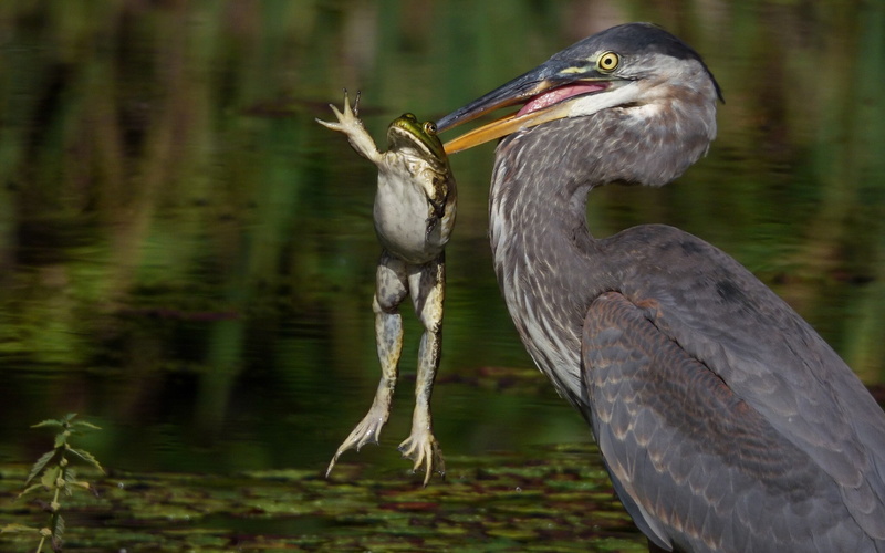 black, mining, 1080P, heron, bird, feathered, green, catch, frog