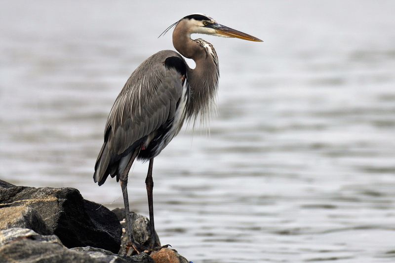 steel leader, fisherman, water, animal wildlife, bank, animal themes, atlantic, patience, ansitz, 4K, nature, canada heron, sea, perching, ardea herodias
