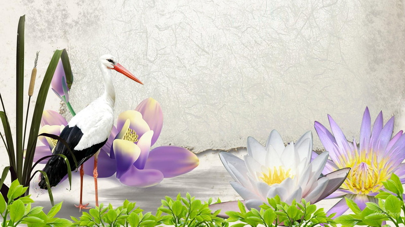 plants, bird, firefox persona, lily, pond, water lily, leaves, 1080P, heron, green, animals, lilies, cat tail