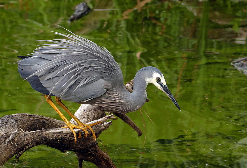 bird, perched, australia, looking, water bird, aquatic, animal, wader, wild, animal themes, heron, gray heron, gray, full length, wildlife, animal body part