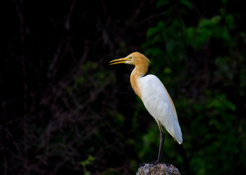 heron, animal wildlife, plumage, white, beak, wildlife, perching, plant, vertebrate, egret, feather, white color, one animal, natural, nature, ibis, profile view