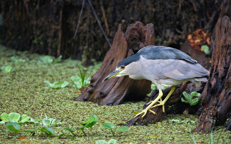nature, full length, forest, animal themes, animal wildlife, vertebrate, animals in the wild, bird, one animal, focus on foreground, side view, plant, land