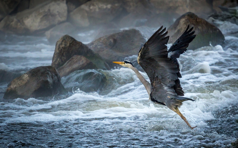 1080P, Rocks, Coast, Takeoff, Waves, Birds, Heron