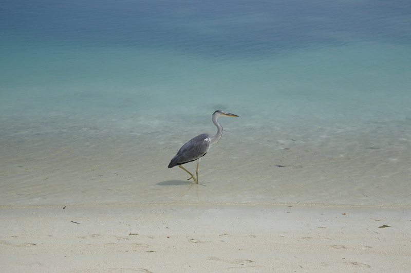 animals in the wild, vertebrate, beach, water, wading, outdoors, sand, beauty in nature, land, birds, animal themes, shallow, animal, 4K, sea, nature