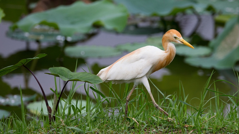 Grass, Heron, Lake, Bird, Egyptian, 1080P
