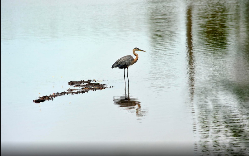 animal themes, reflection, animal, animal wildlife, animals in the wild, one animal, 1080P, water, waterfront, day, beach, beauty in nature, water bird