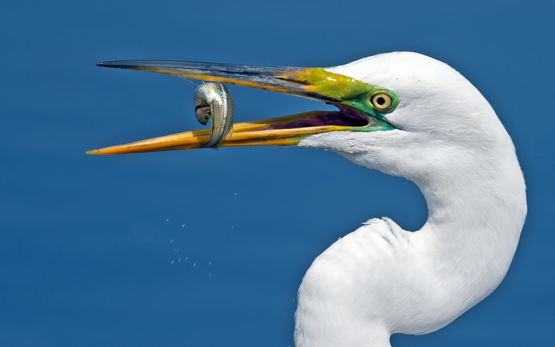 heron, day, close-up, animal wildlife, 720P, side view, blue background, marine, vertebrate, no people, animal head, food, nature, blue, fish, colored background