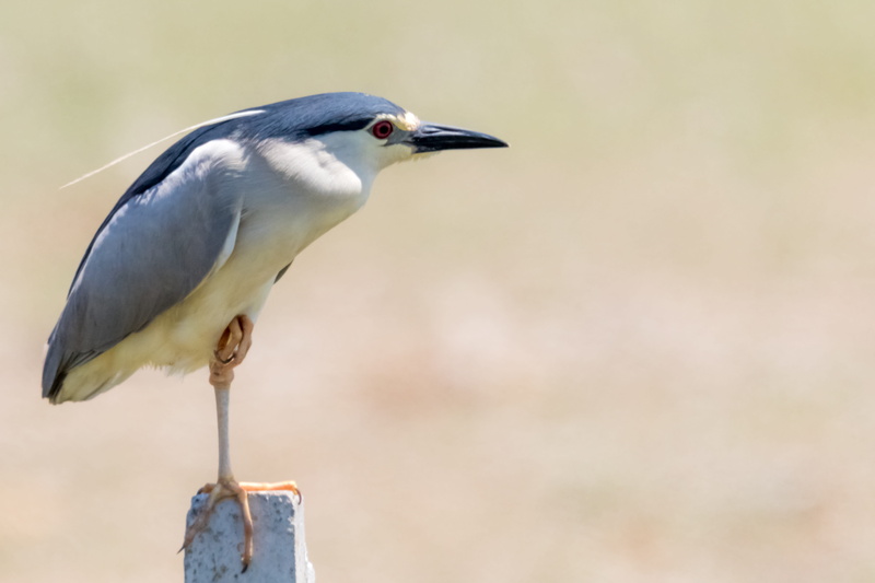 spain, focus on foreground, huelva, day, outdoors, looking away, no people, animal, close-up, martinete común, copy space, profile view, animal wildlife