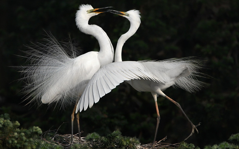 1080P, dance, herons, white, Birds, s