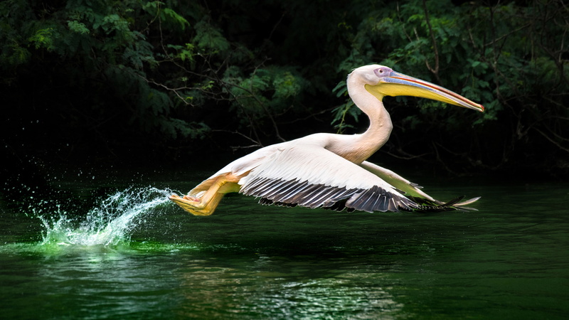 desktop, pelikan, hd, large, take, spread wings, florida, phones, lake, nature, laptop, 4K, waterfront, s, one animal, beak, no people, ultra, beauty in nature