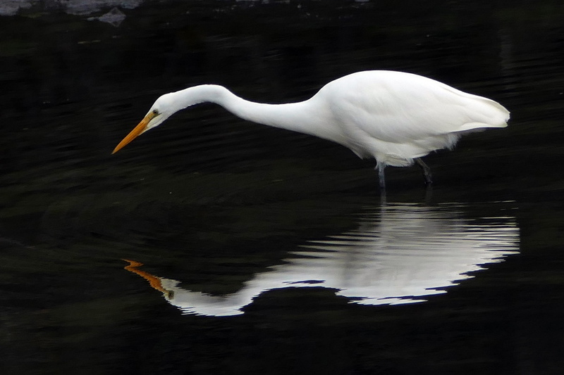 standing, one animal, white, heron, water, looking, animal, 2K, egret, waterfowl, wetlands, vertebrate, waterfront, nature, eating, animal themes, side view