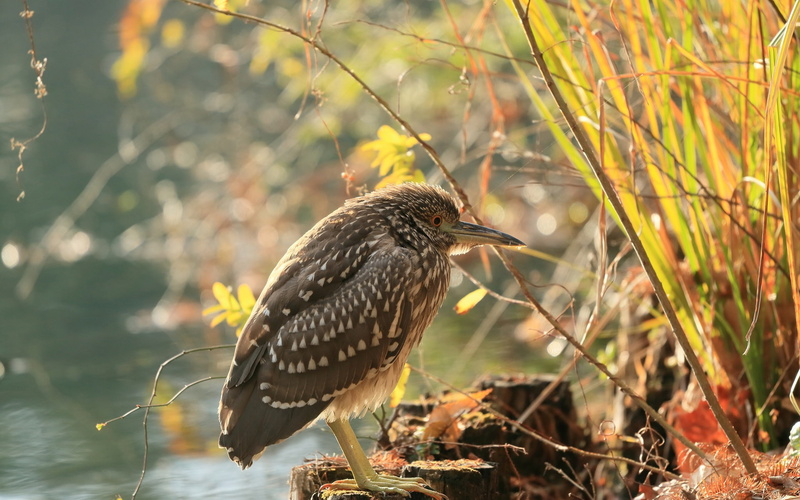 Pond, Heron, Bird, Branches, Grass, 1080P