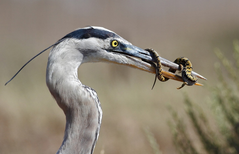 Great Blue Heron, great, lizard, blue, heron, mining, lunch, 1080P