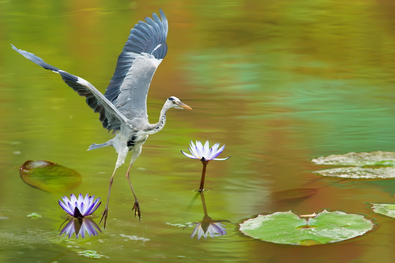 Lake, Best s, heron, gray, water lilies, s, Bird, water, 1080P, lilies