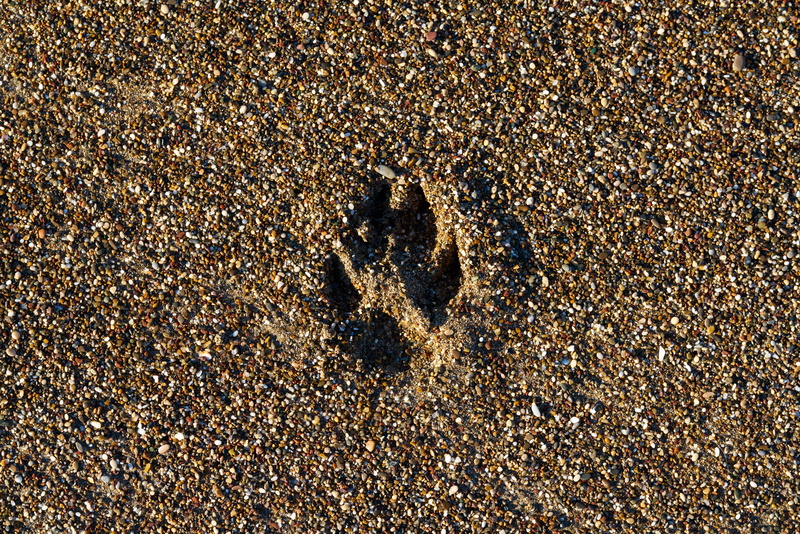 macro, beach, to follow, sand, close-up, nature, footprint, backgrounds, terry, animal themes, pattern, paw, color, dog, wolf, textured, little, paw print
