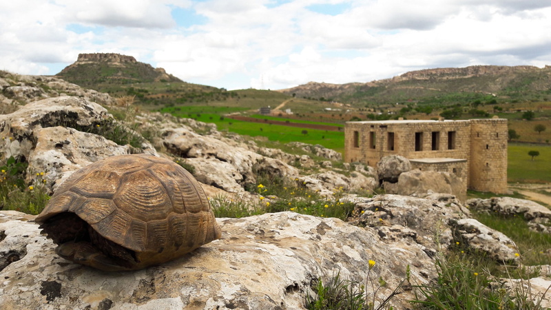 focus on foreground, mardin, ancient, historical, sky, building, msn letters, nature, culture, tortoise, religious, travel, 2K, date, city, tourism, reptile