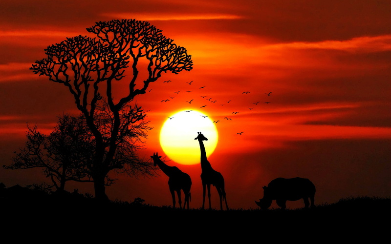 sunset, animals, 2K, HD, 4k, wallppaers, 8k