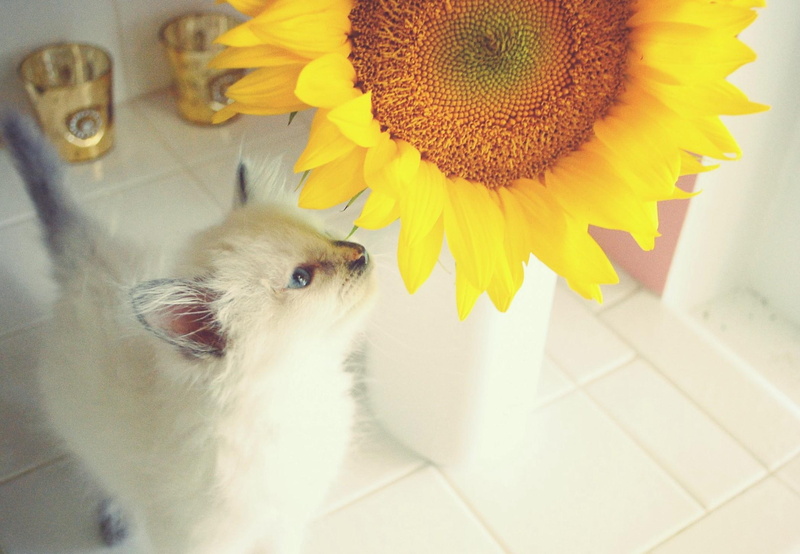 sunflower, animals, white, smelling, happy, bright, yellow, happiness, weakness, blue eyed, kitten, 1080P, tiny
