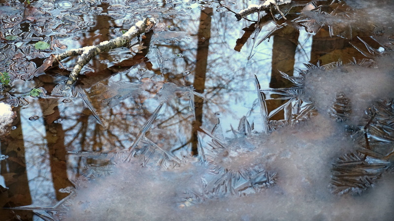 pure, transparent, weakly, tree, early winter, forest, frozen, first, brittle, day, nature, beauty in nature, crust, leafs, winter, tranquility, mild, grass