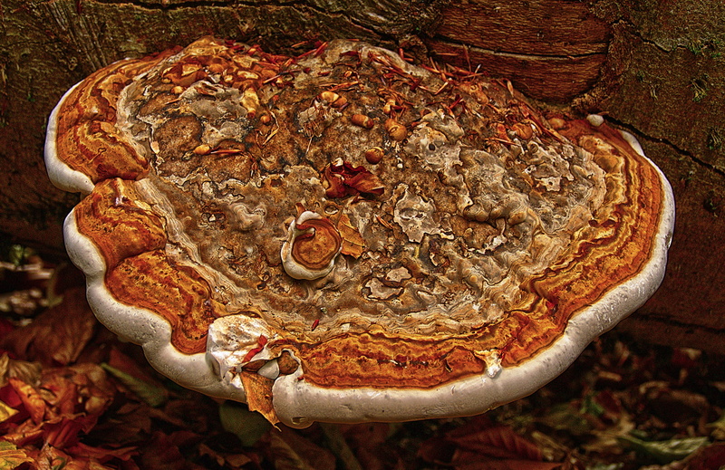sponge, fire sponge, tinder, 5K, close-up, animals in the wild, invertebrate, fomes fomentarius, wood inhabiting fungi, parasite, food and drink, nature