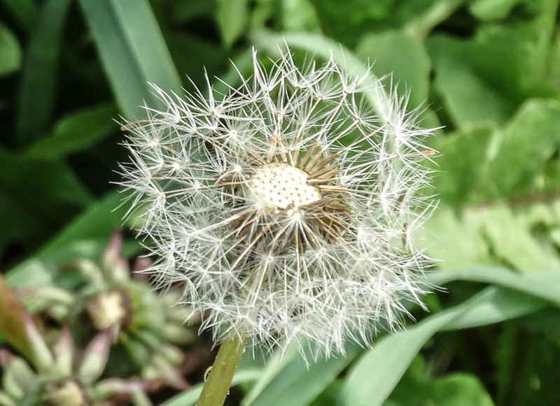 plants, lawn, spiky, focus on foreground, outdoors, white color, softness, day, green, Ephemeral, growth, flower head, Dandelion, soil, inflorescence, vegetable