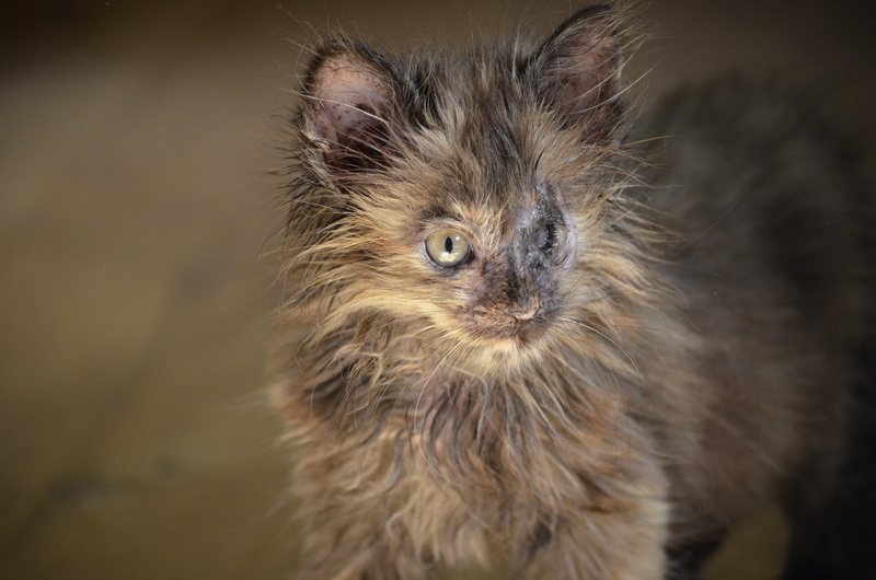ill, portrait, hair, eye, animal hair, no people, animal head, animal, arm, weak, looking at camera, joy of life, nature, animal eye, one animal, cute