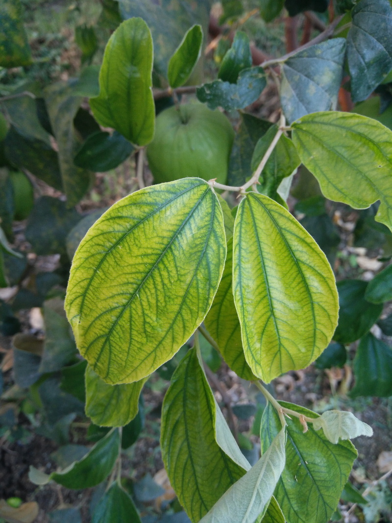 natural pattern, outdoors, vulnerability, Deficiencies, plant, leaf disease, leaves, focus on foreground, apple ber leaf, 4K, nature, high angle view