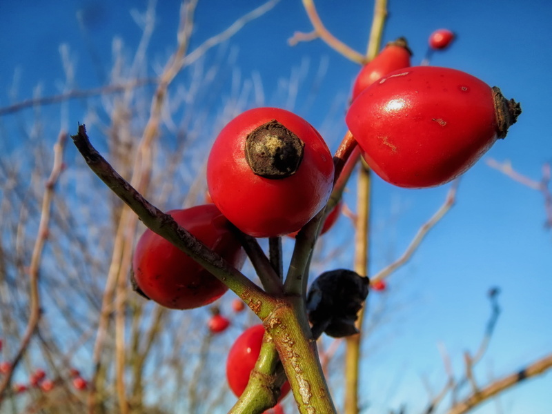 food and drink, nature, branch, plant, low angle view, spring, new growth, rosa cantina, freshness, springtime, bloom, red, sunlight, healthy eating, no people